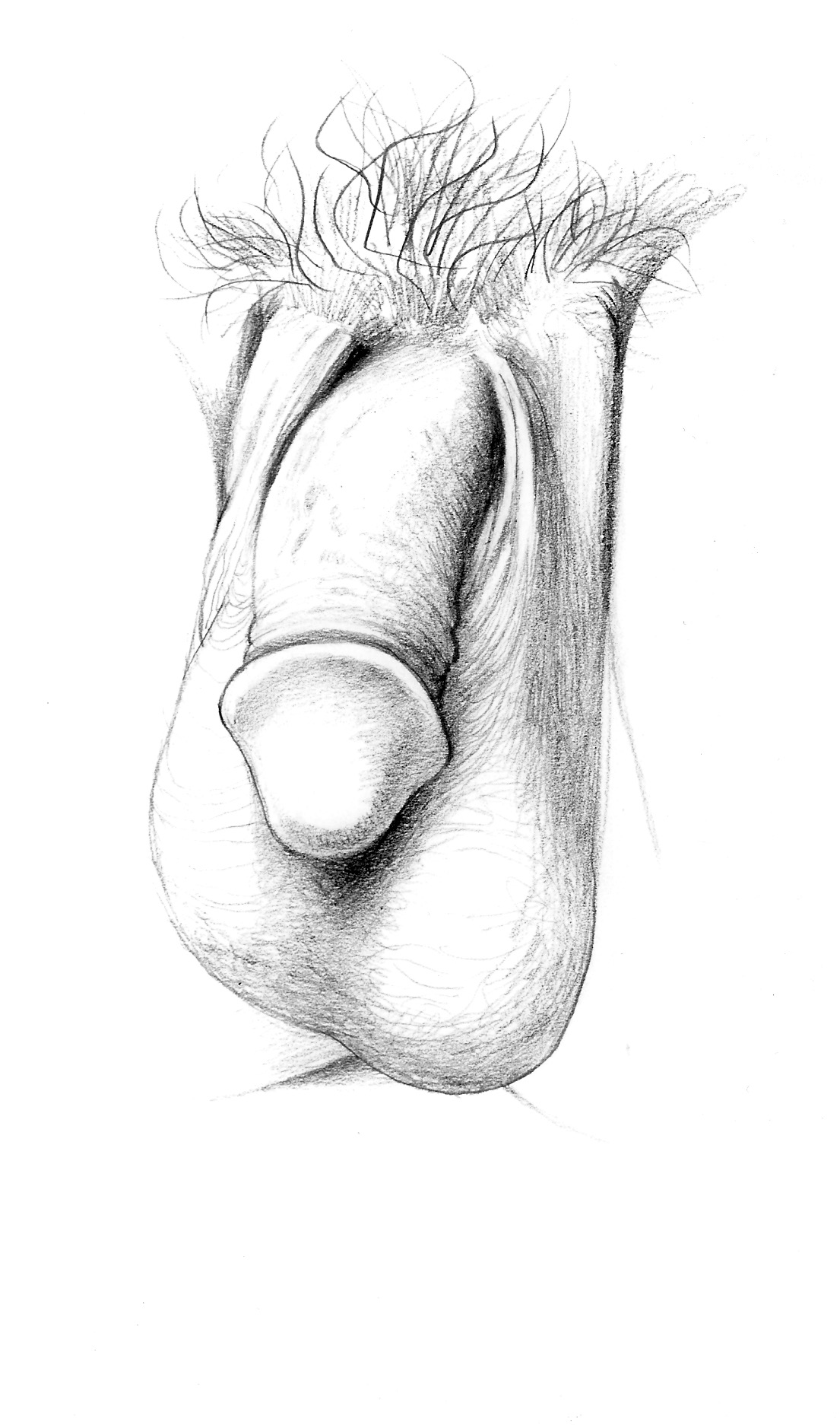 Comical Penis Drawingsfrom The Sketchbook Of Leonardo Da Vinci