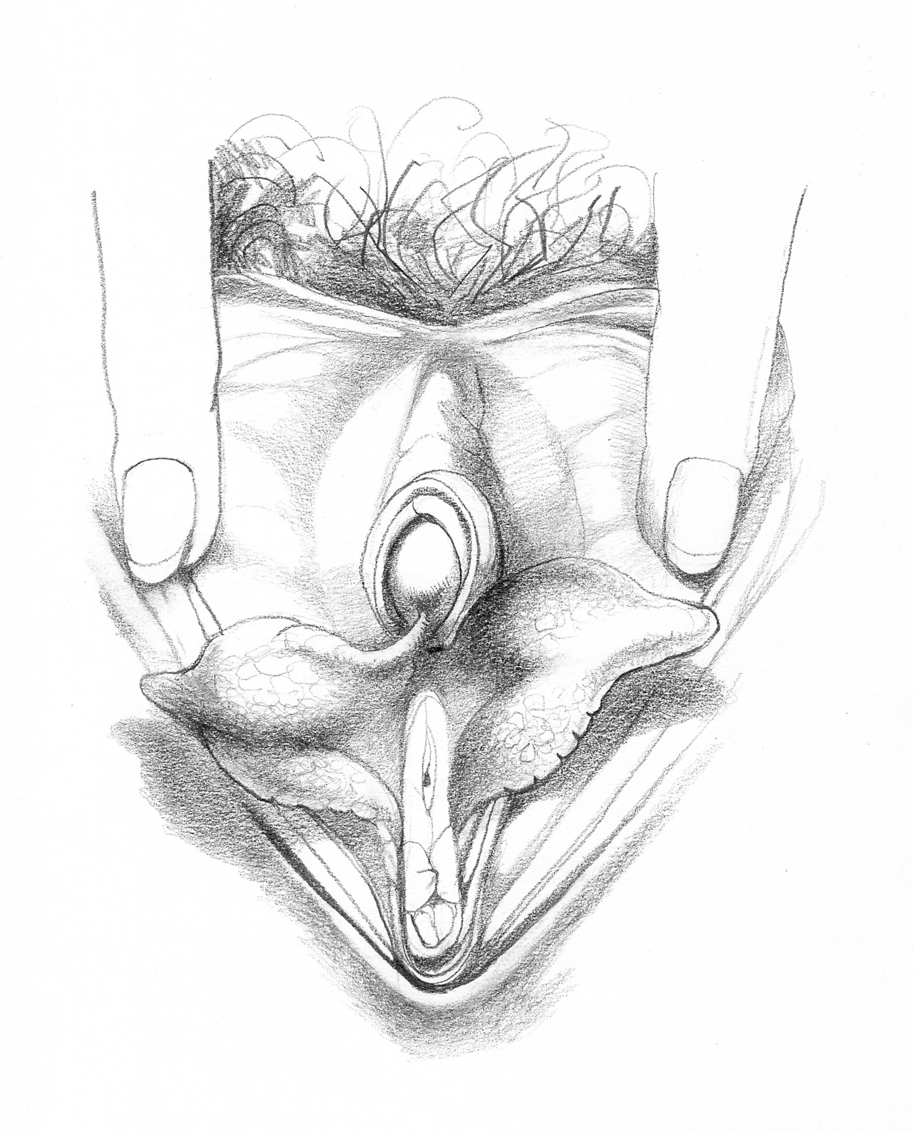 Pencil Sketches Of Pussy.