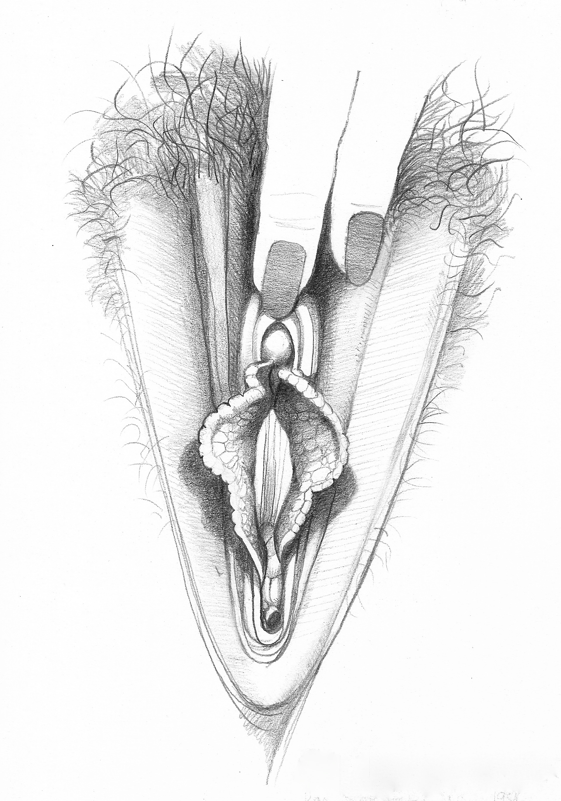 Vagina line drawing - 🧡 Imágenes - Fica Fica.