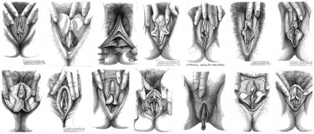 Pencil Drawings Of Vaginas