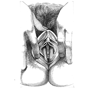 vulva_4