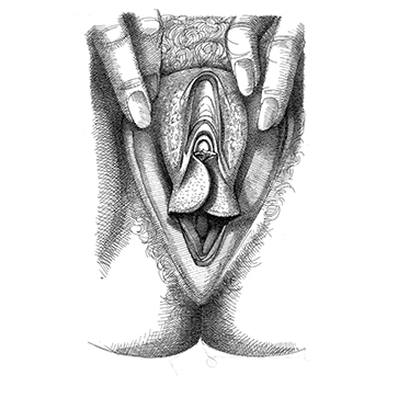 Vulva_6