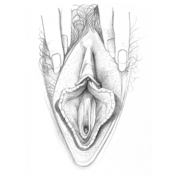 vulva_sketches-13f