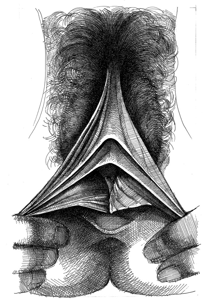 vulva