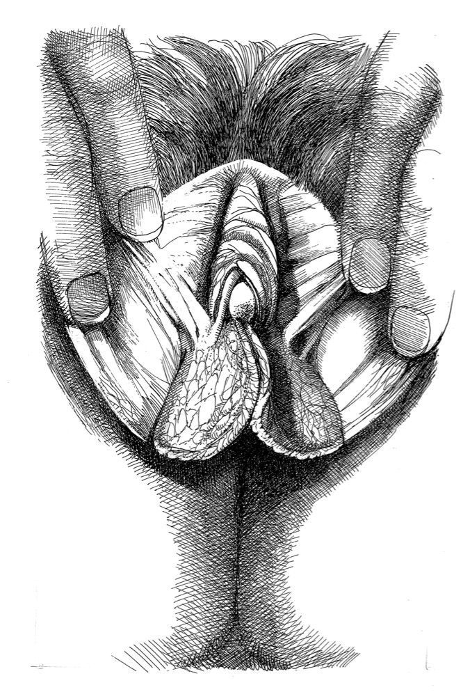 vulva