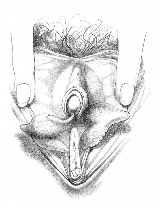 Modern Vulva