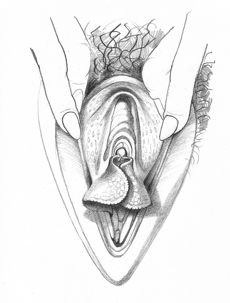 vulva