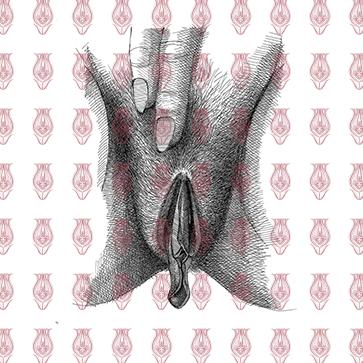 vulva_3