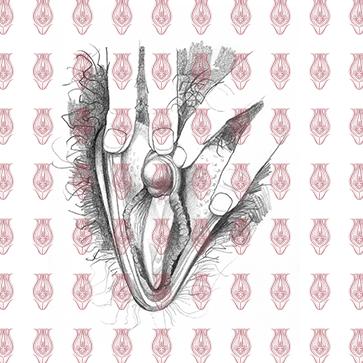 vulva_sketches-2f